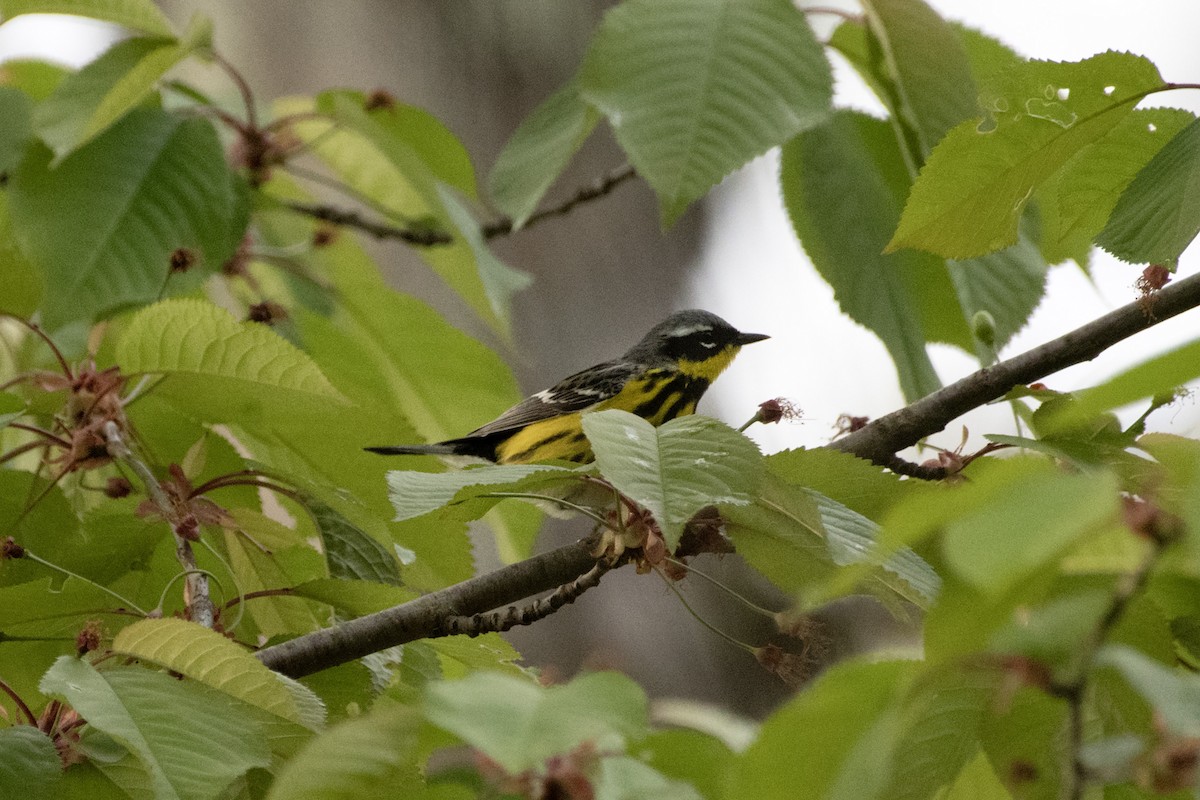 Magnolia Warbler - ML619039701