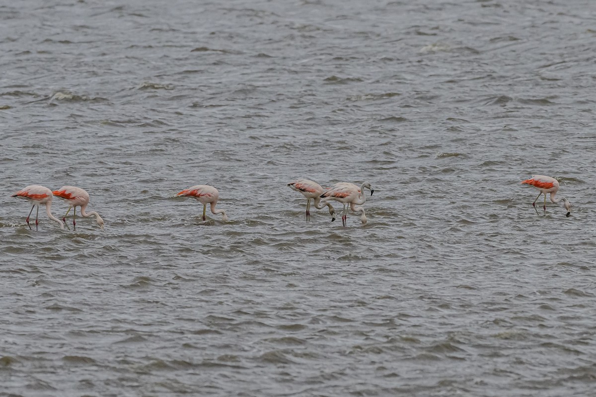 Chilean Flamingo - Amed Hernández