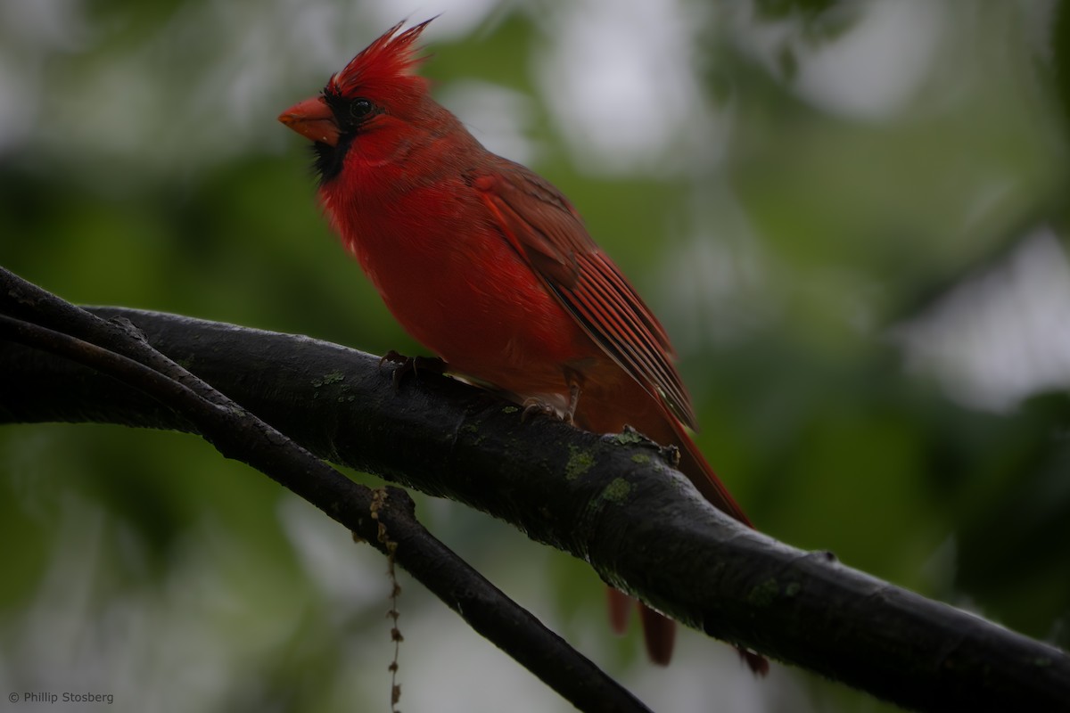 Northern Cardinal - ML619039724