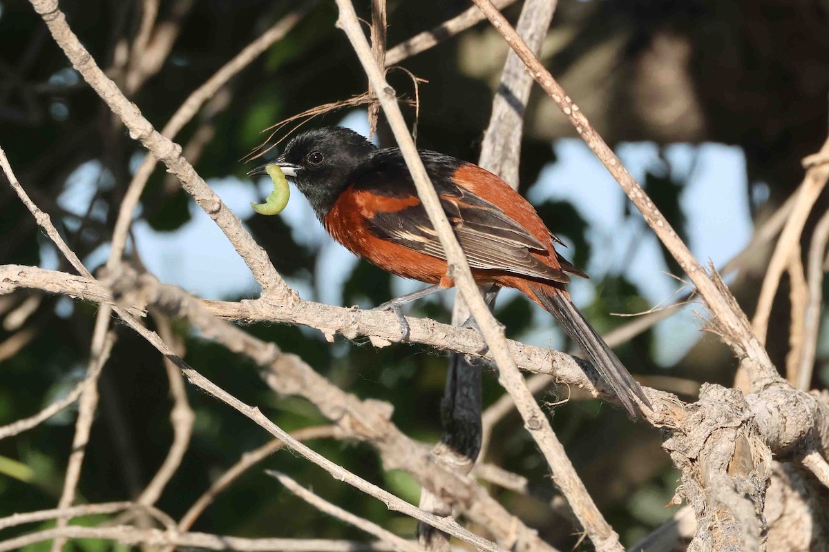 Orchard Oriole - ML619039738
