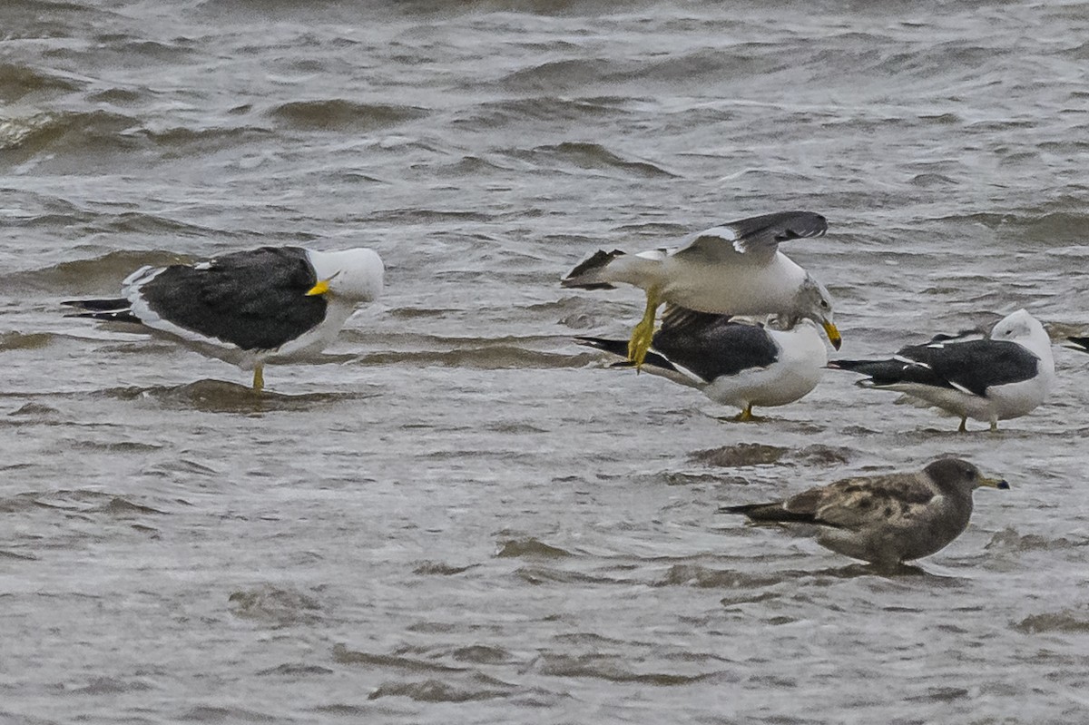 Olrog's Gull - Amed Hernández