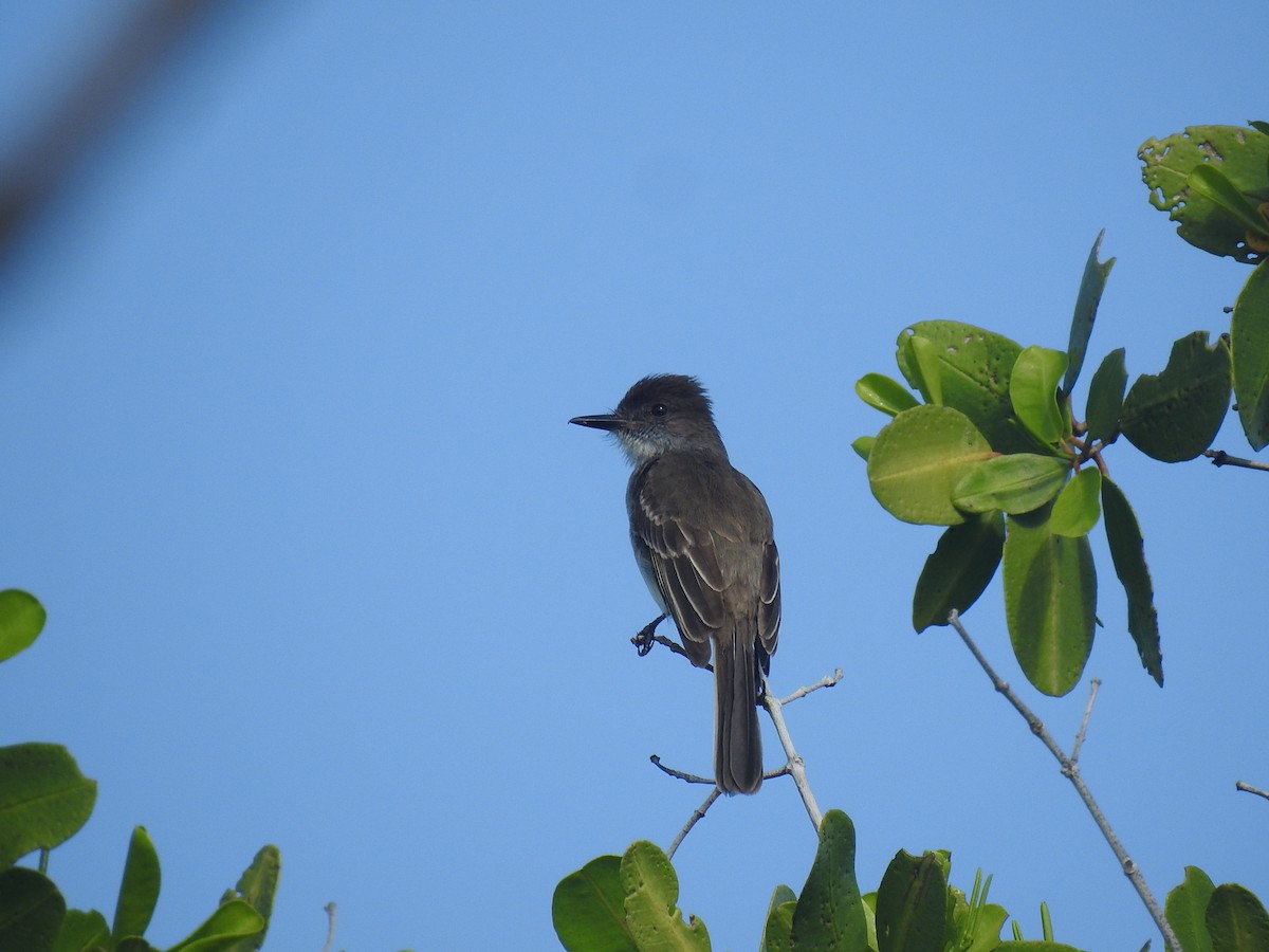 Puerto Rican Flycatcher - Coral Avilés Santiago