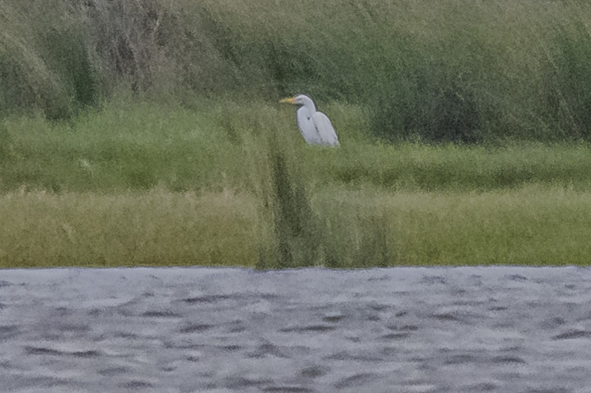 Great Egret - ML619039781