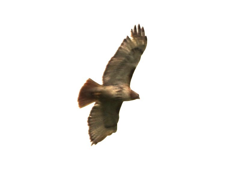 Red-tailed Hawk - Stan Kozakowski