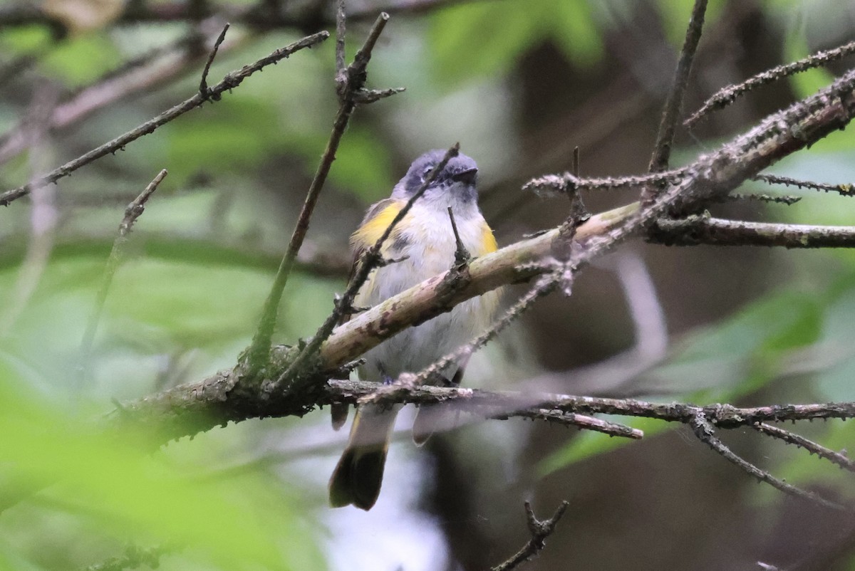 American Redstart - Katherine Bell