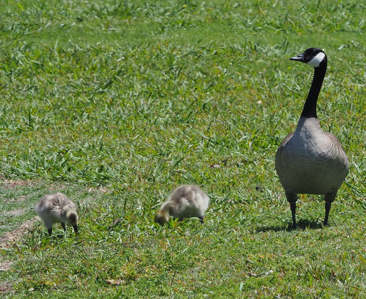Canada Goose - ML619039814