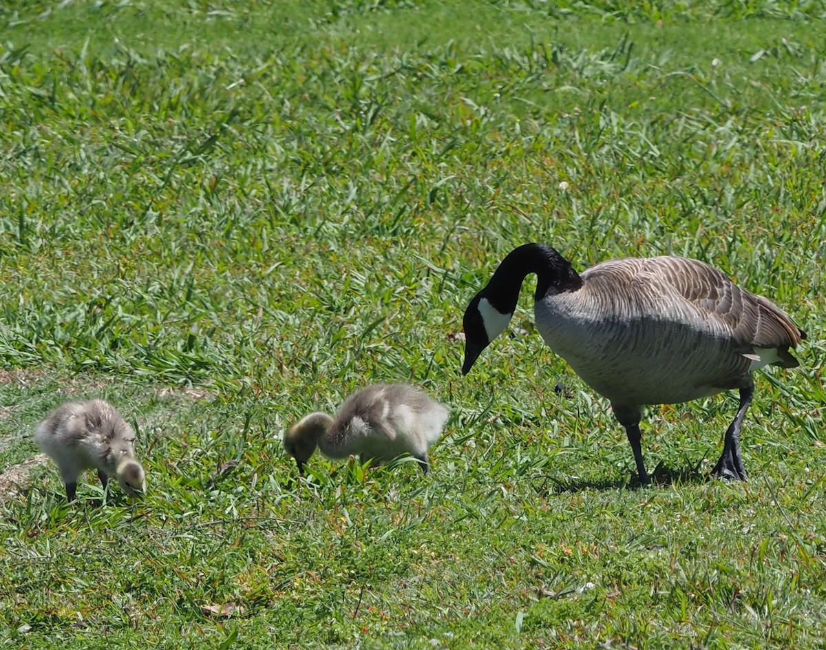 Canada Goose - ML619039815
