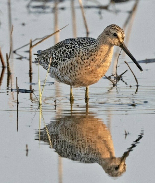 Short-billed Dowitcher - ML619039824