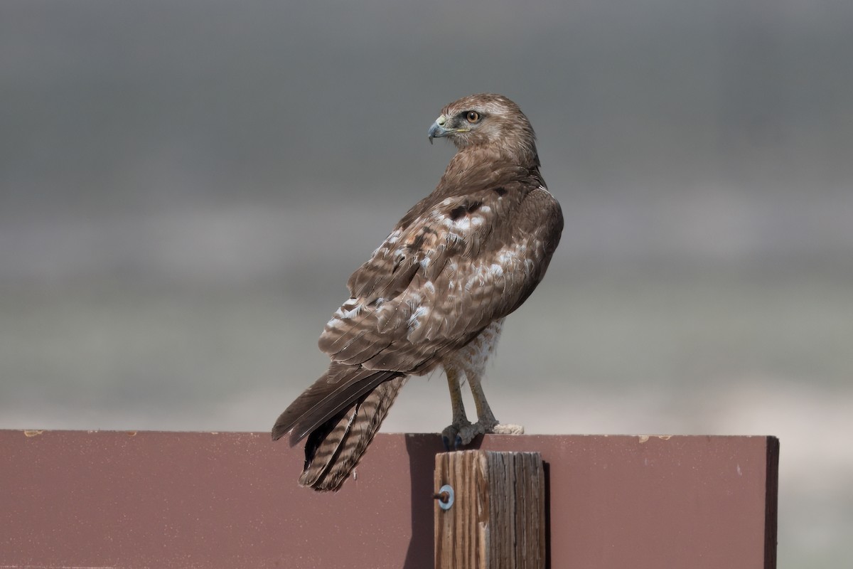 Red-tailed Hawk - Corey S.