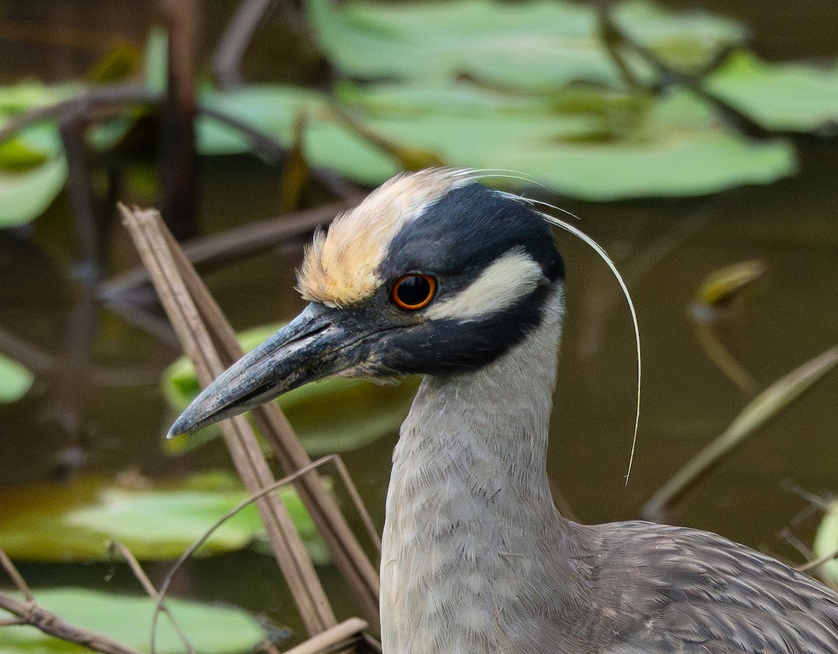 Yellow-crowned Night Heron - Anthea Gotto