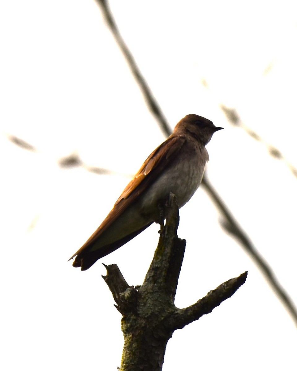 Northern Rough-winged Swallow - Stan Kozakowski