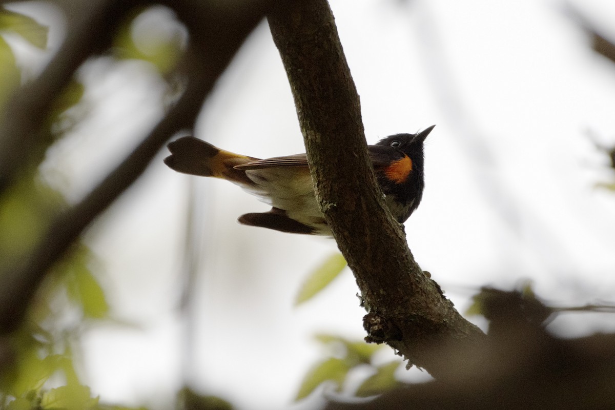 American Redstart - James Hatfield