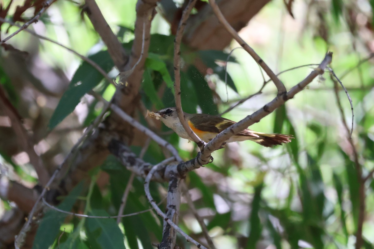 American Redstart - ML619039860