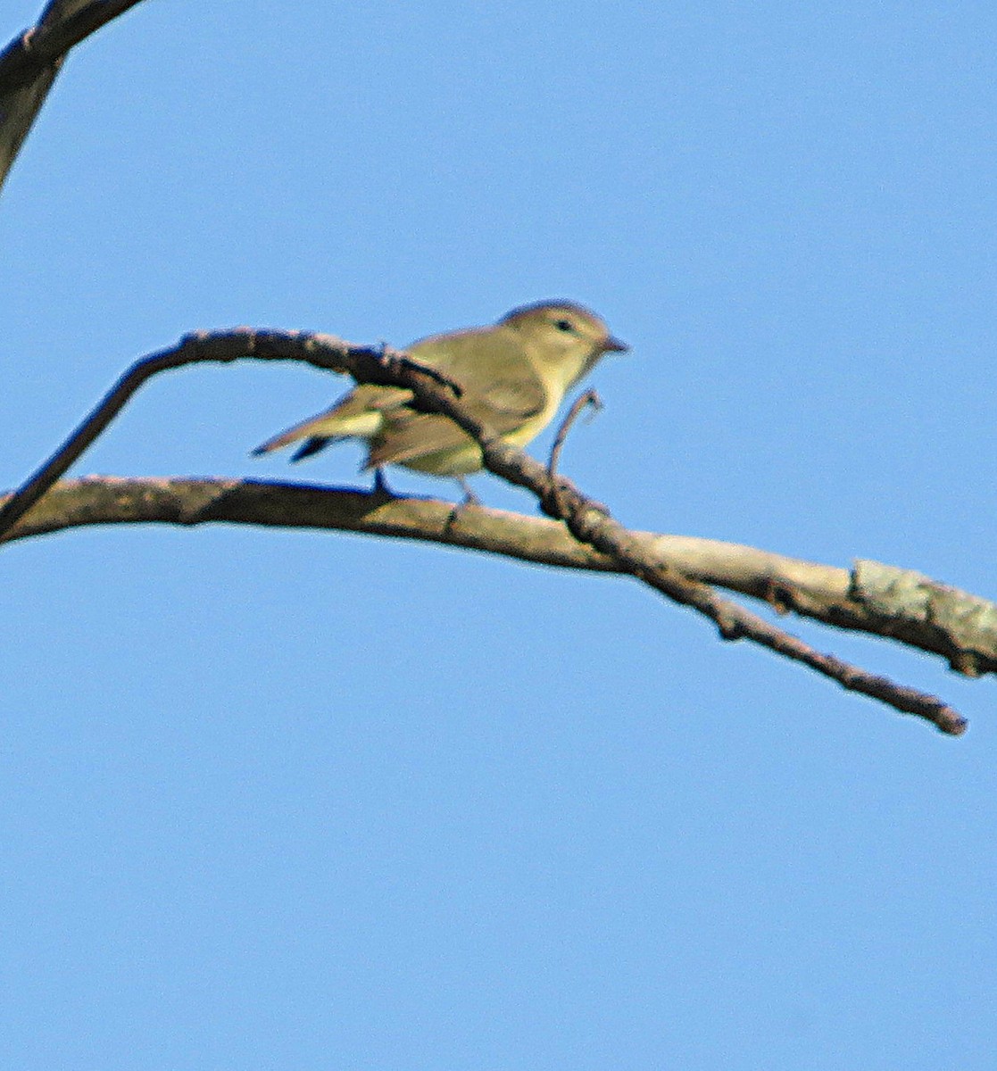 Warbling Vireo - Marianne Friers