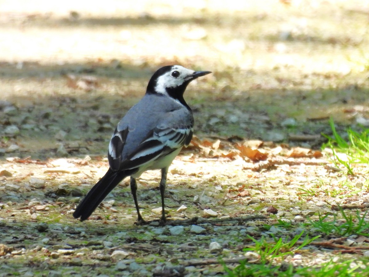 White Wagtail - Tanja Britton