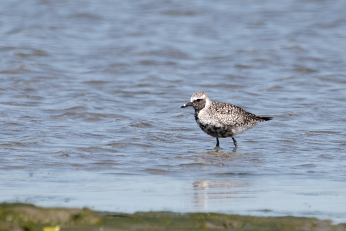 Black-bellied Plover - James Hatfield