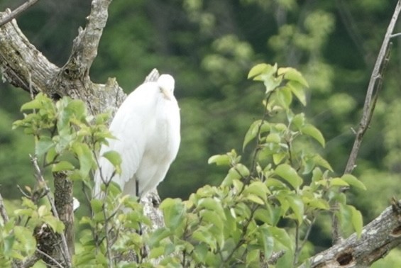 Great Egret - ML619039917