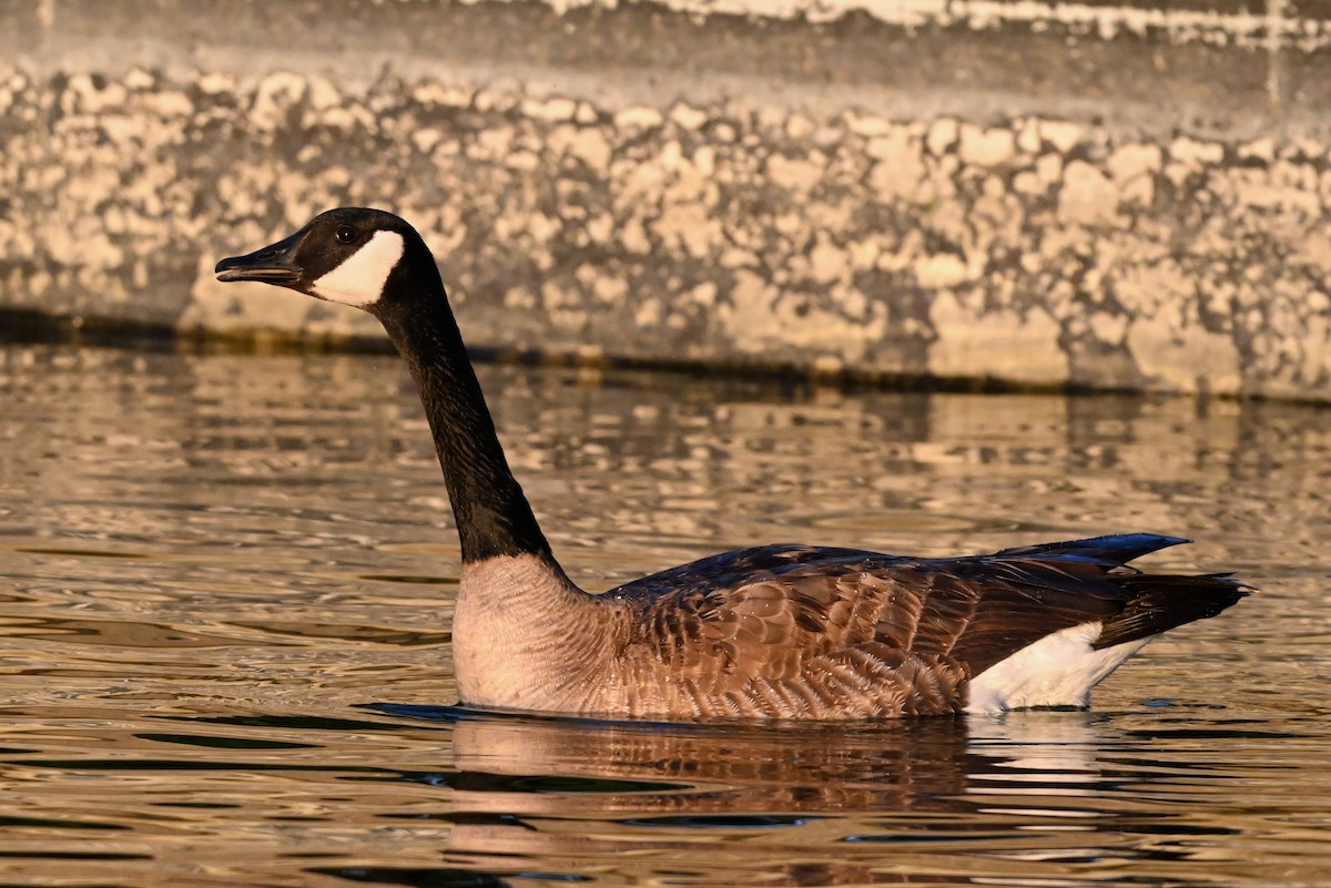 Canada Goose - ML619039919