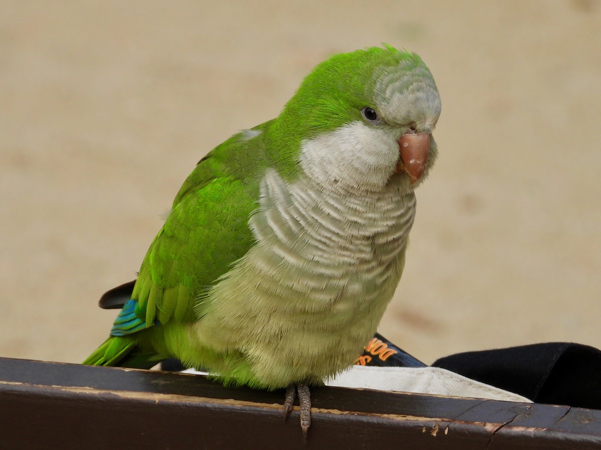 Monk Parakeet (Monk) - ML619039928