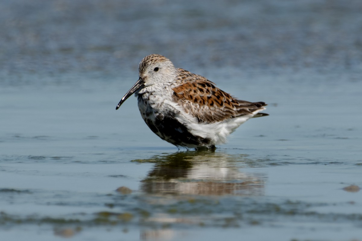 Dunlin - James Hatfield