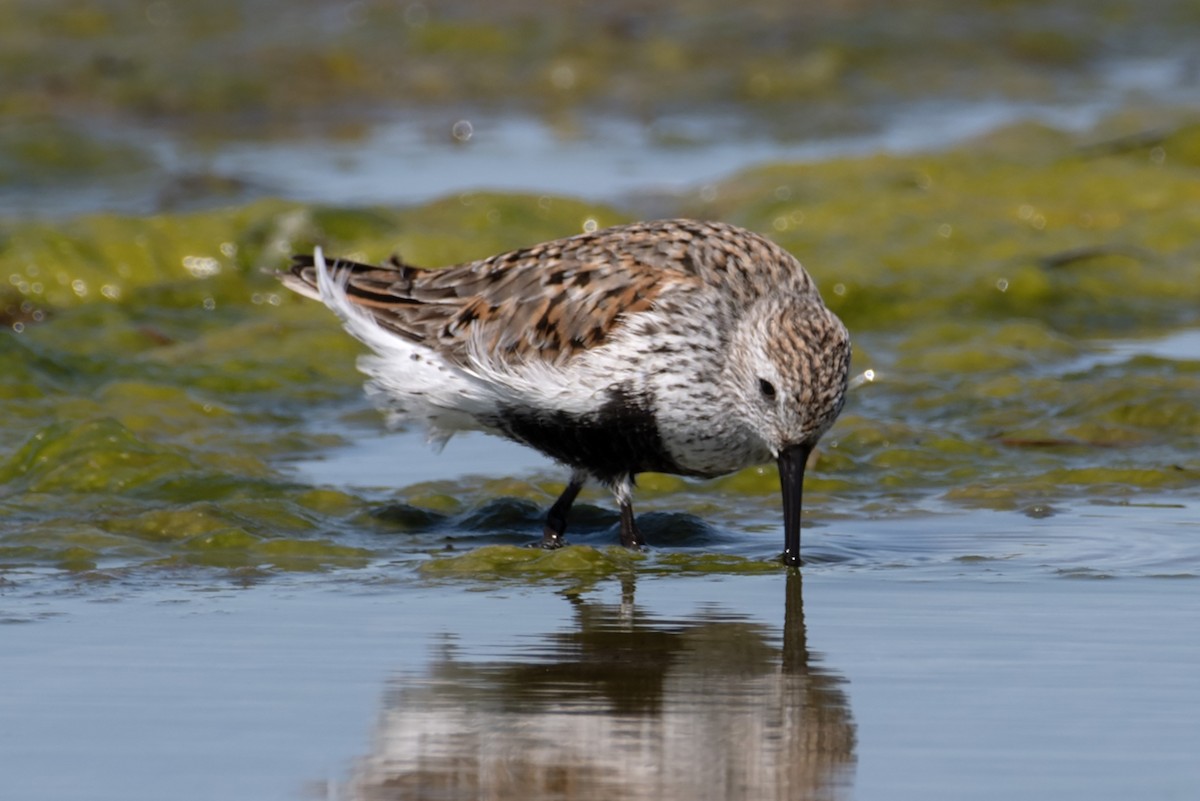 Dunlin - James Hatfield