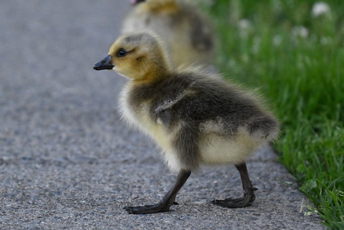 Canada Goose - ML619039931