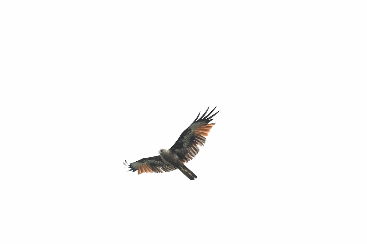 Brahminy Kite - Ranjith TM