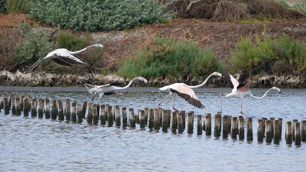 Greater Flamingo - ML619039937