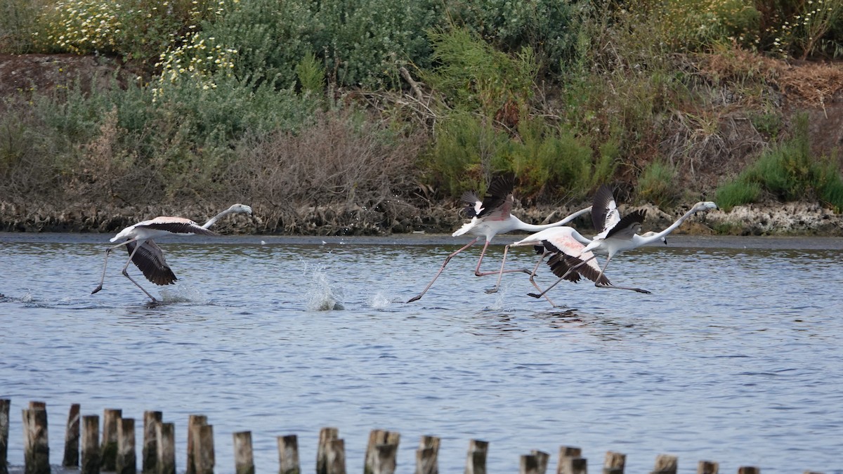 Greater Flamingo - Luís Lourenço