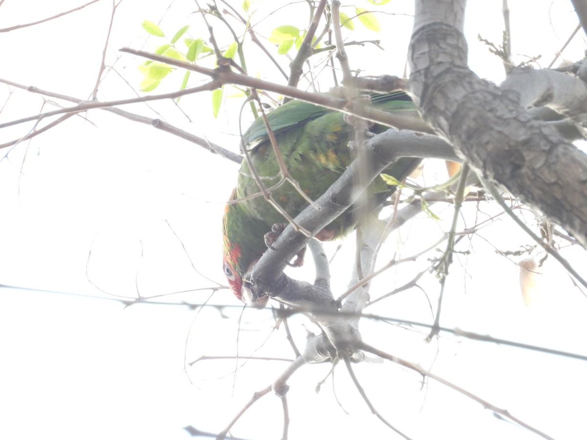 Mitred Parakeet - Will Kirby