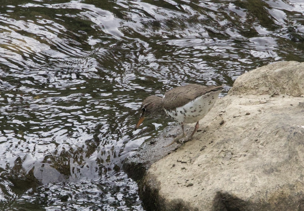 Spotted Sandpiper - Toby Ditz