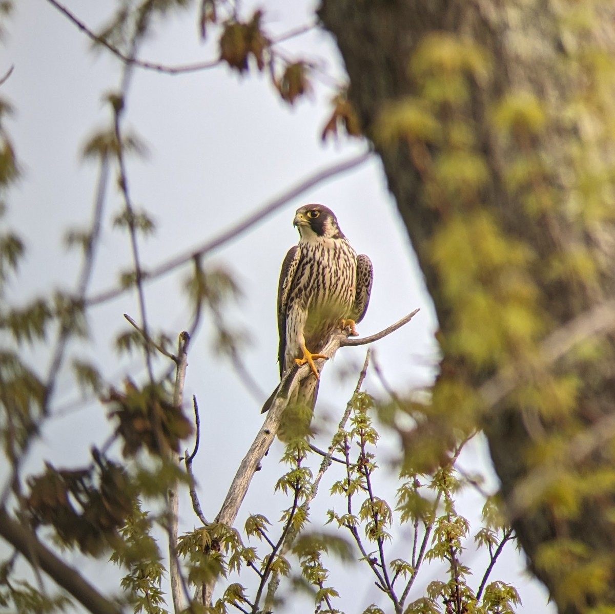Peregrine Falcon (North American) - Jon Skinner