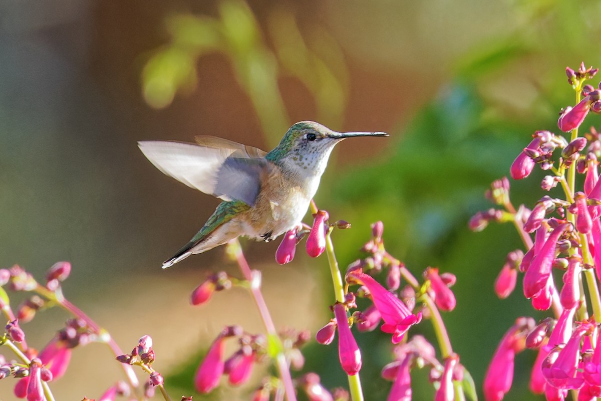 Broad-tailed Hummingbird - Bob Walker