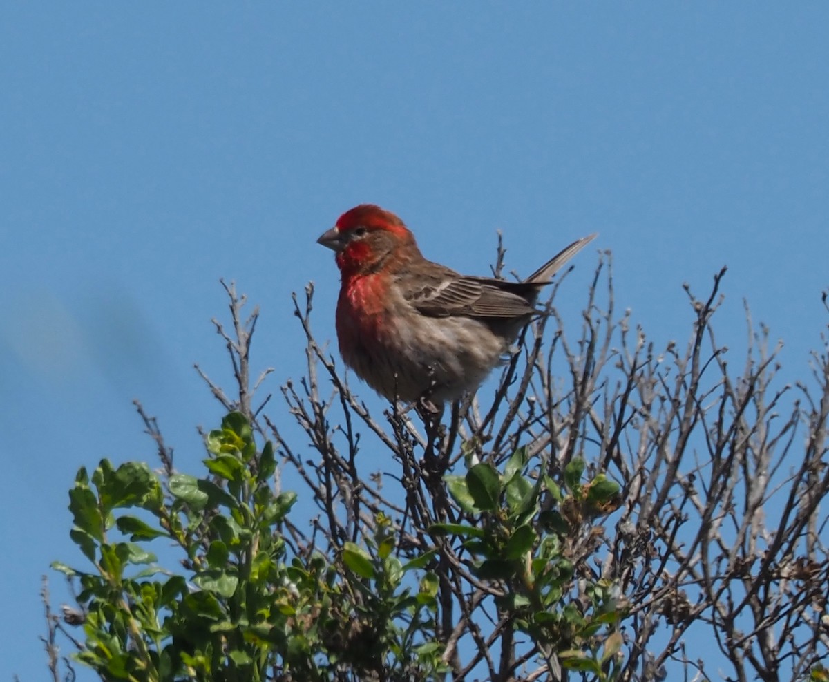 House Finch - ML619039976