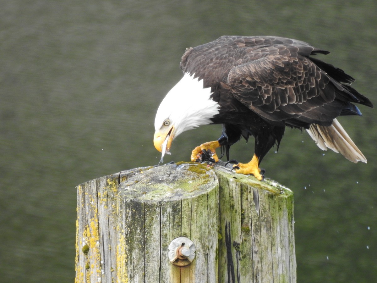 Weißkopf-Seeadler - ML619039982