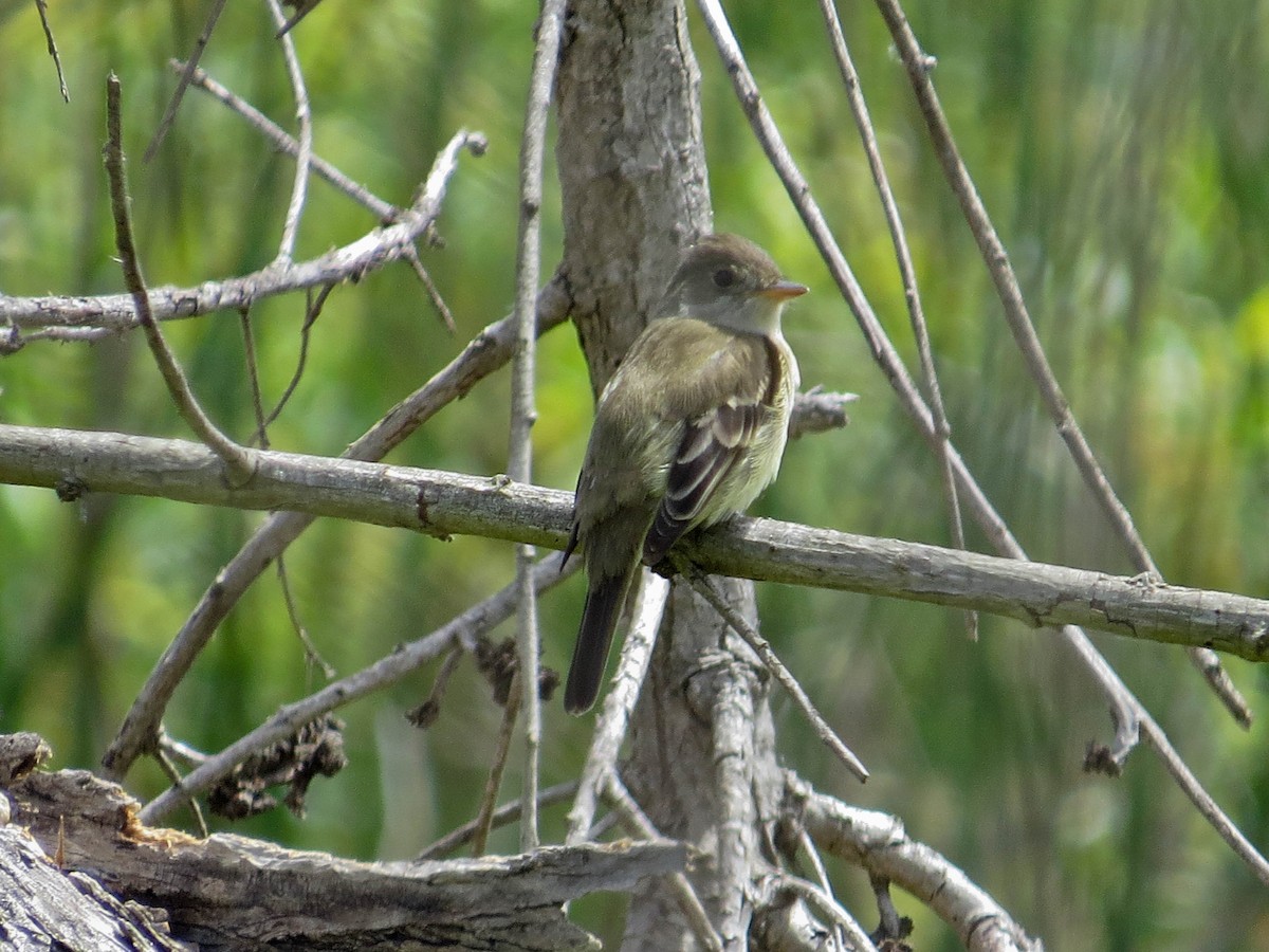 Willow Flycatcher - ML619039992