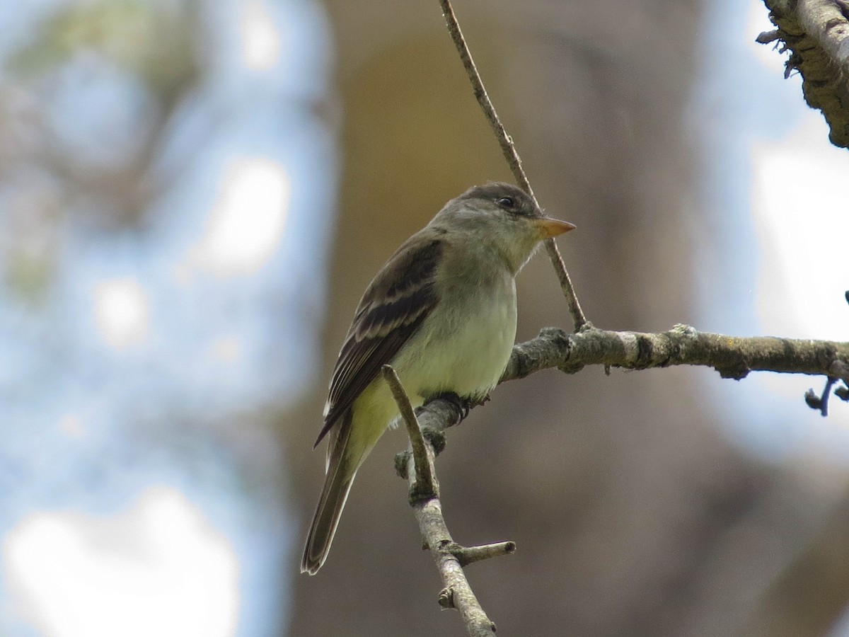 Willow Flycatcher - Jasmine Kay