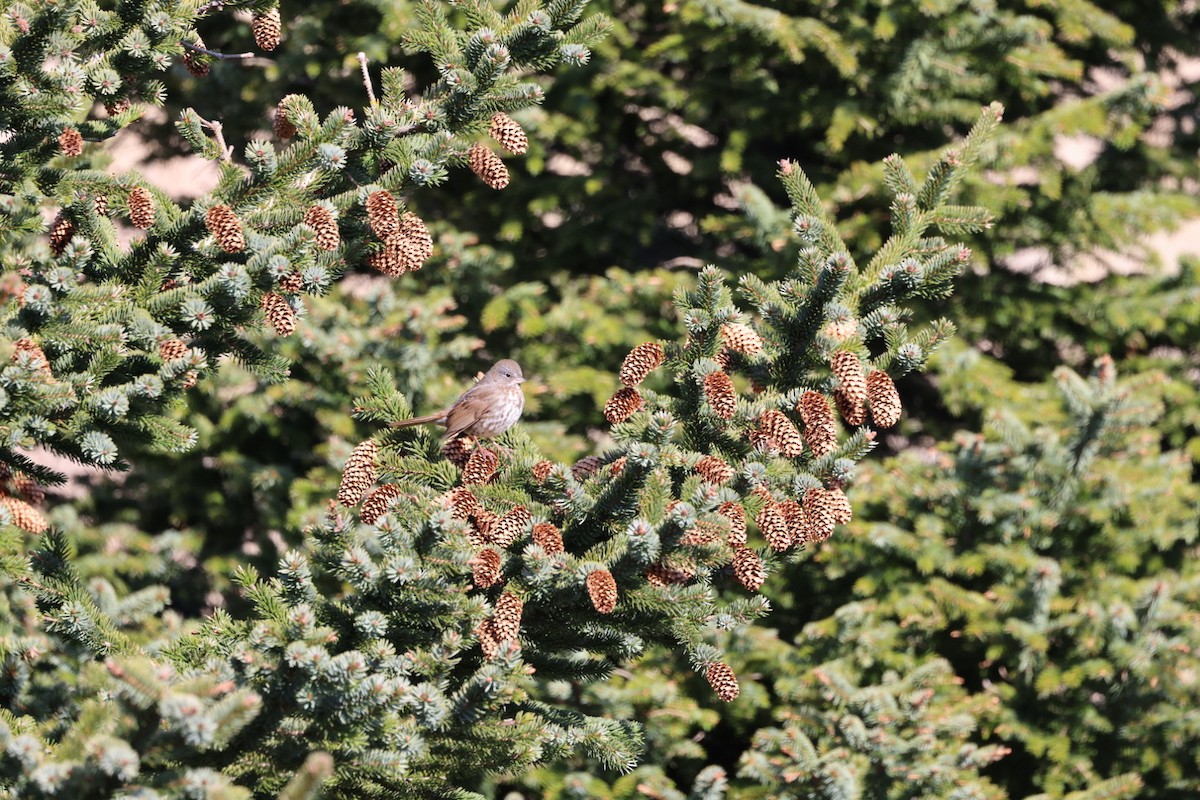 Fox Sparrow - Lynda Lybeck-Robinson