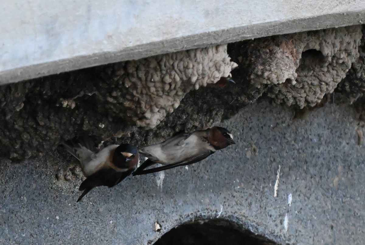 Cliff Swallow - ML619040003