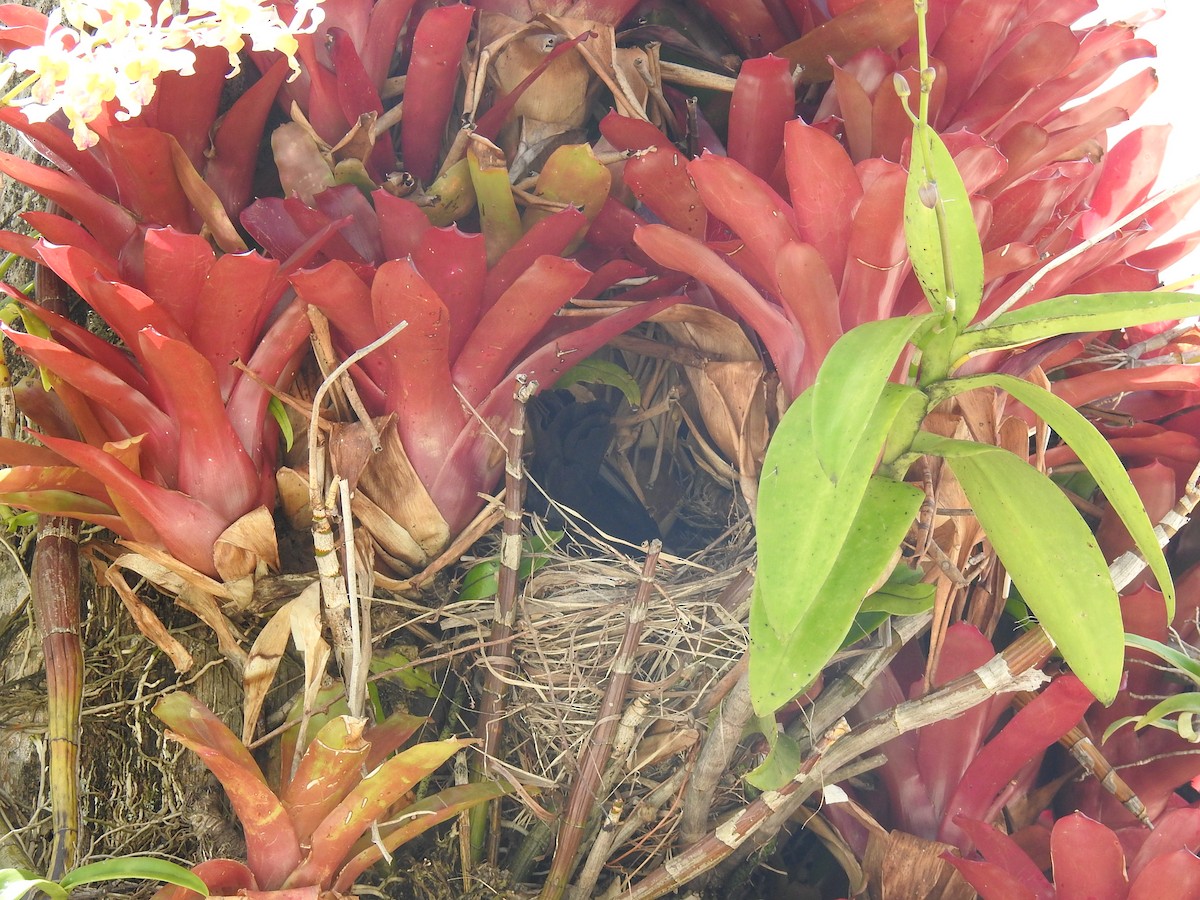 Greater Antillean Grackle - ML619040009