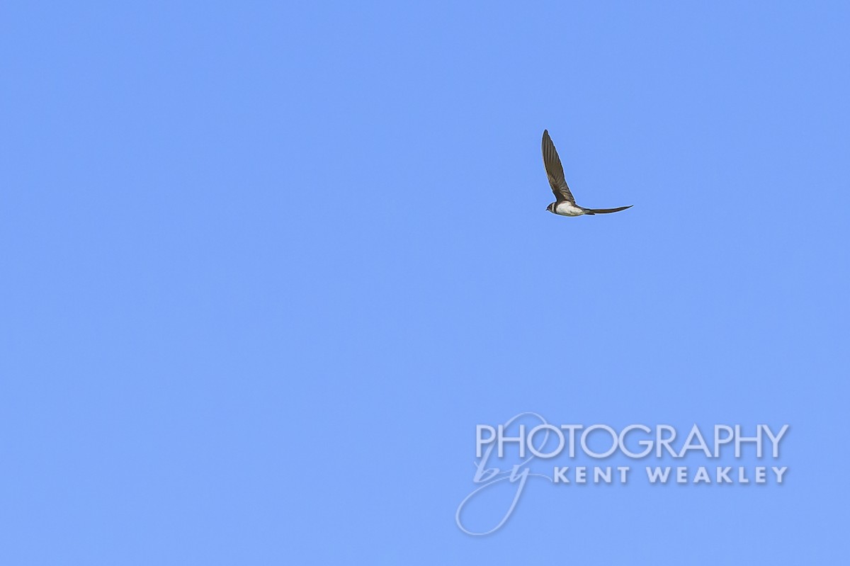 Bank Swallow - Kent Weakley