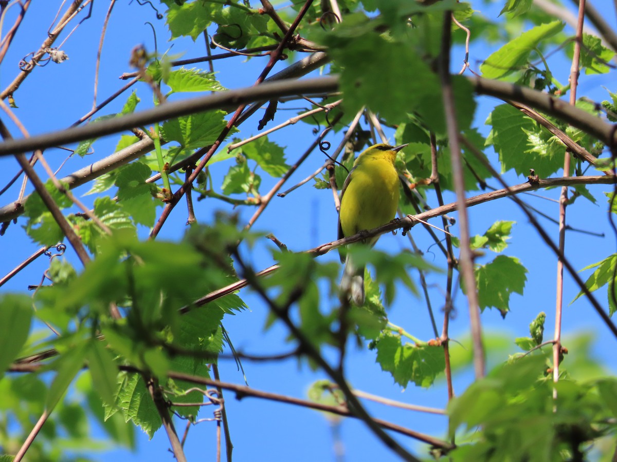 Blue-winged Warbler - Carla Bregman