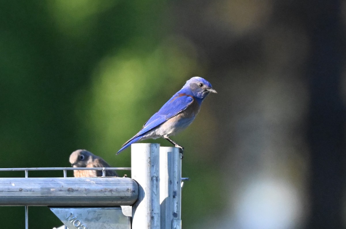 Western Bluebird - ML619040044