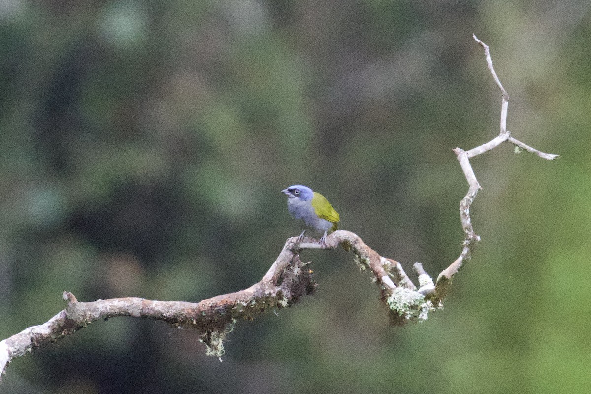 Blue-capped Tanager - Debbie Metler