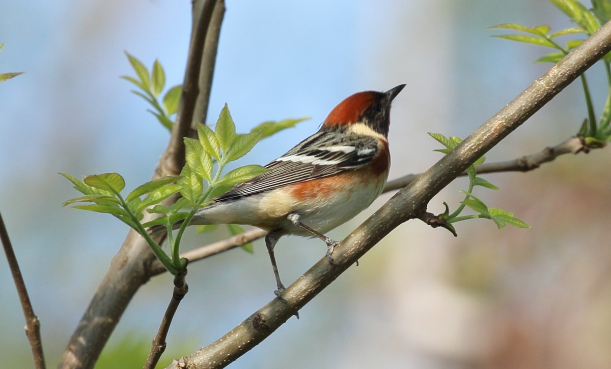 Bay-breasted Warbler - Kim Weeks