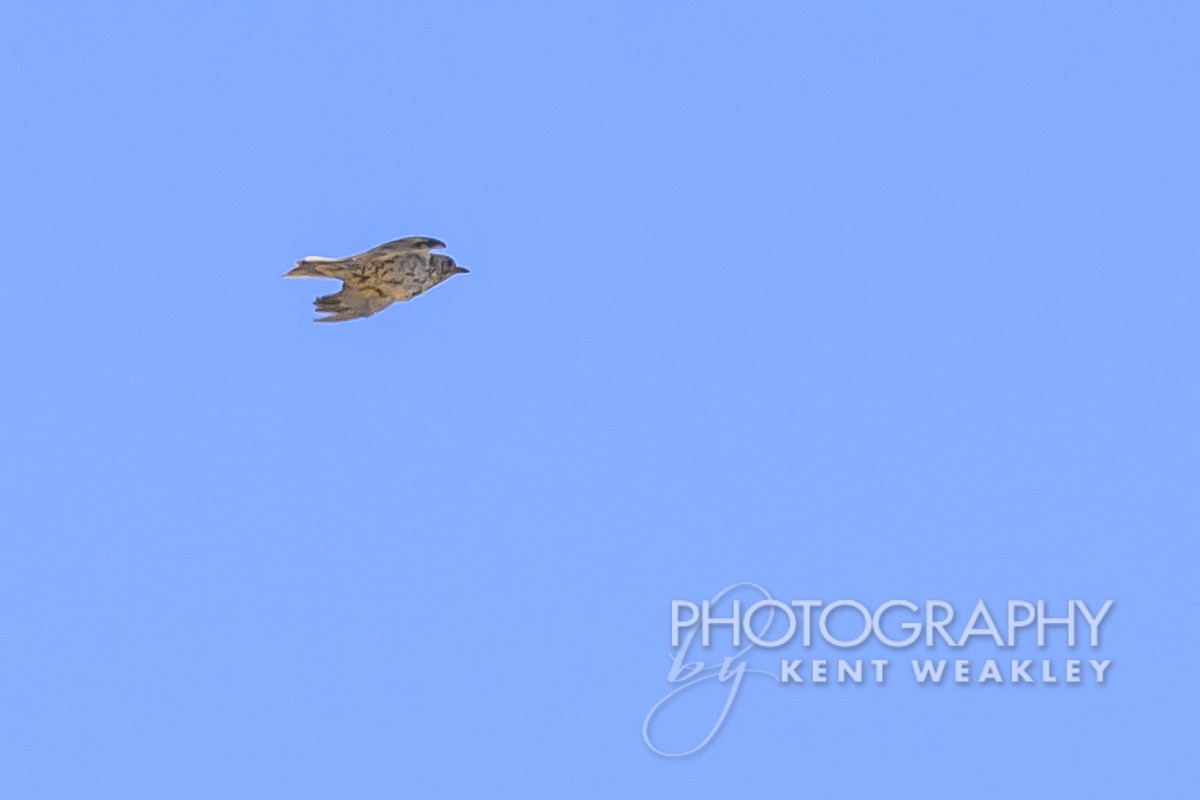 Mistle Thrush - Kent Weakley