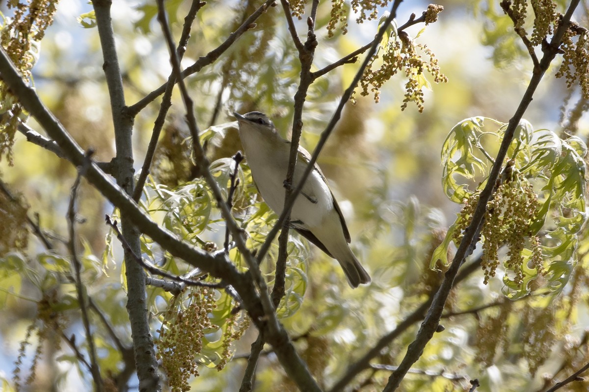 Red-eyed Vireo - James Hatfield