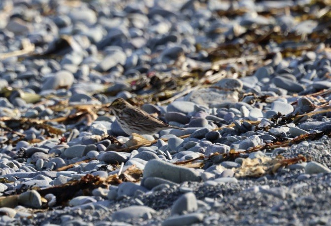 Savannah Sparrow - Lynda Lybeck-Robinson