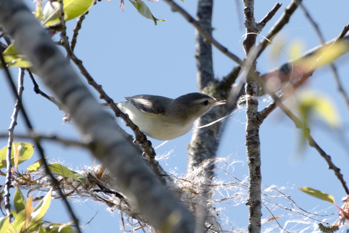 Warbling Vireo - James Hatfield