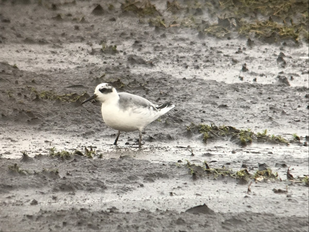 Red Phalarope - ML619040081